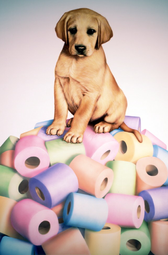 Pup on Loo Rolls