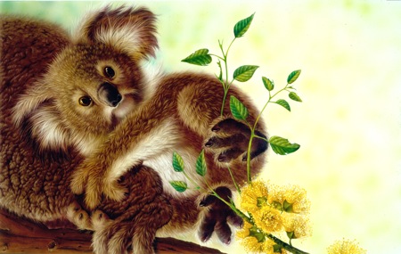 Koala