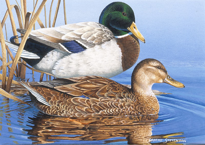 Mallards