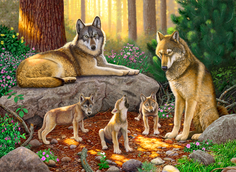 A family of wolves