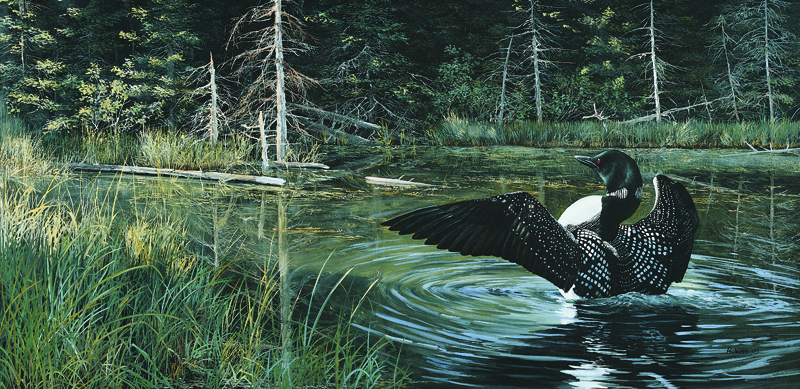 10996 NPI-2308-Sunlit