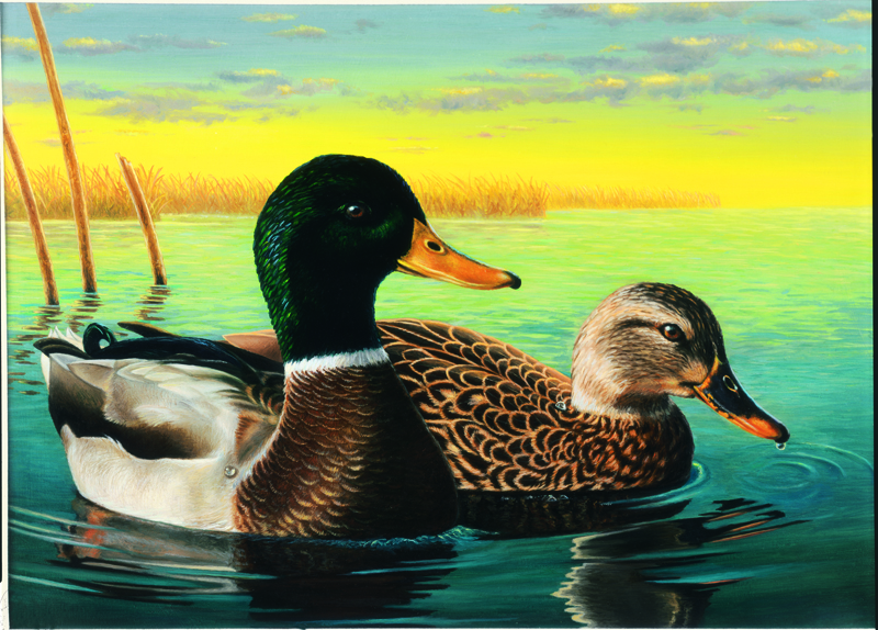 NPI – 416 Mallard and Drake