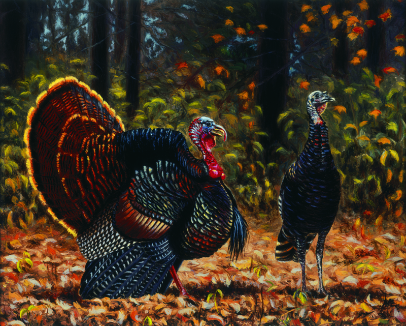 NPI – 417 Turkeys