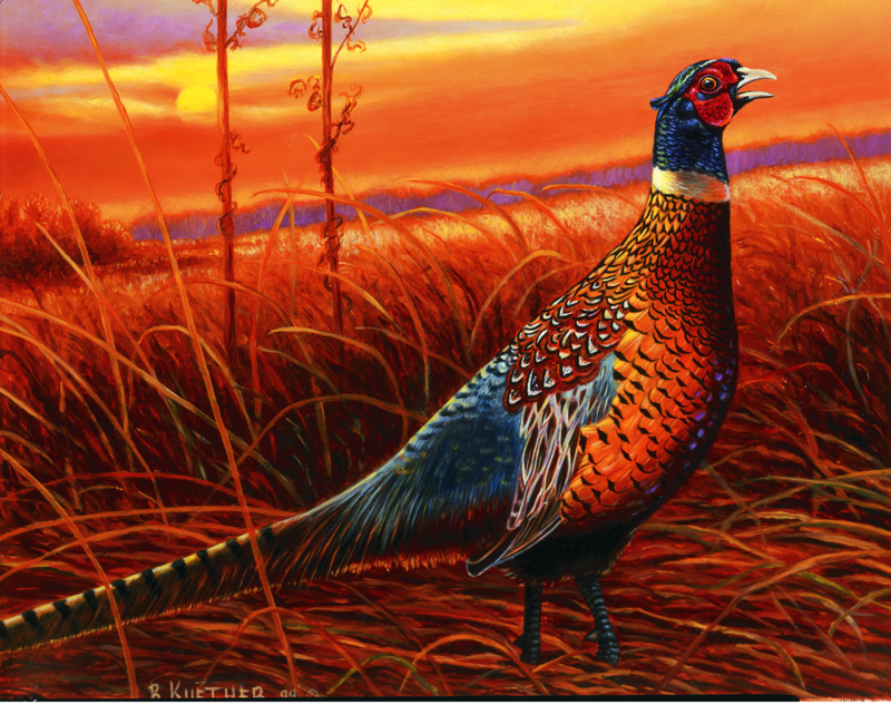 NPI – 418 Pheasant