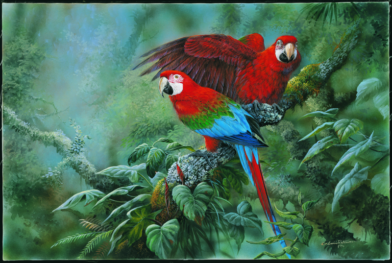 NPI – 2403 Green Winged Macaws