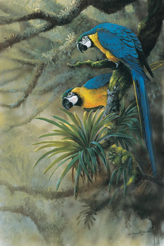 NPI – 2404 Blue and Gold Macaws