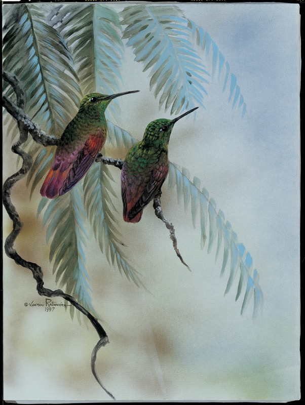 NPI – 2412 Rufous Hummingbird