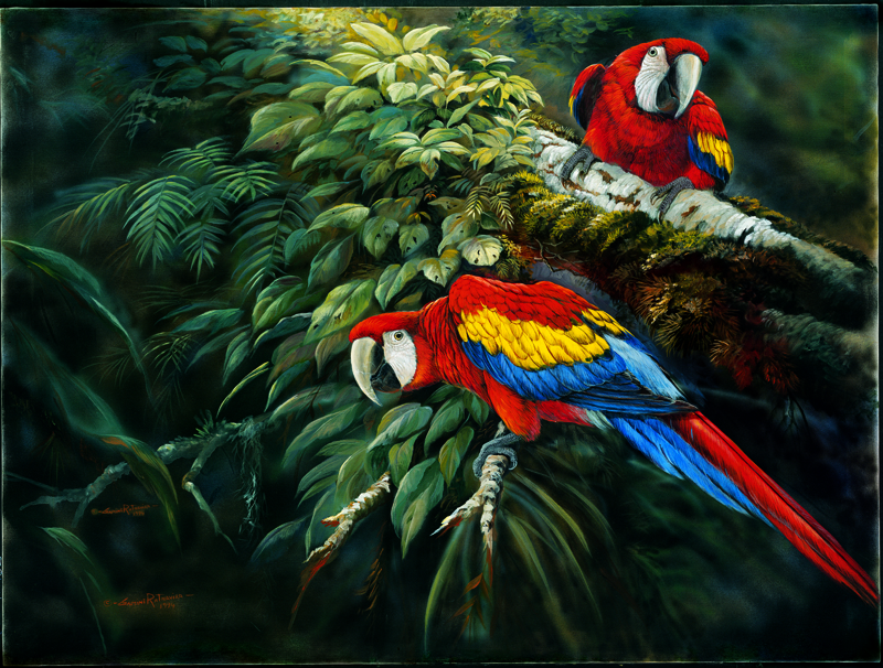 NPI – 2414 Macaws