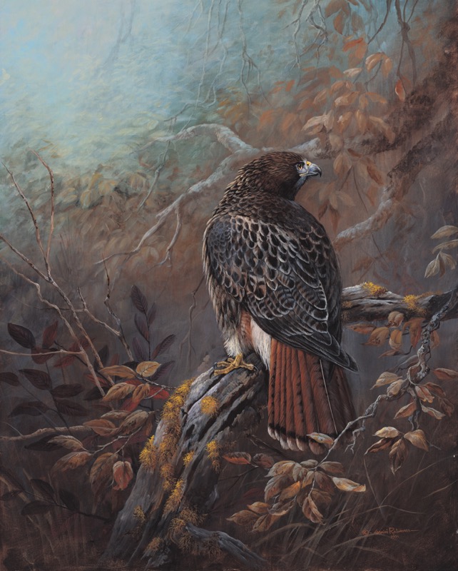 NPI – 2416 Red Tailed Hawk