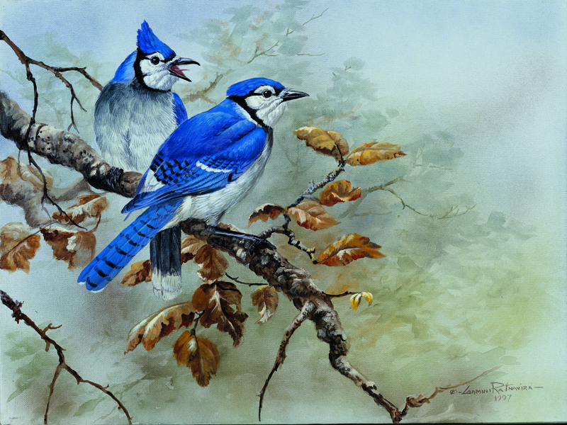 NPI – 2417 Blue Jays