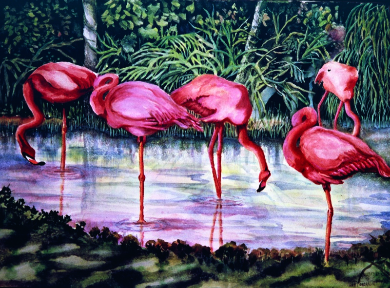 NPI-3559-Feeding Flamingoes