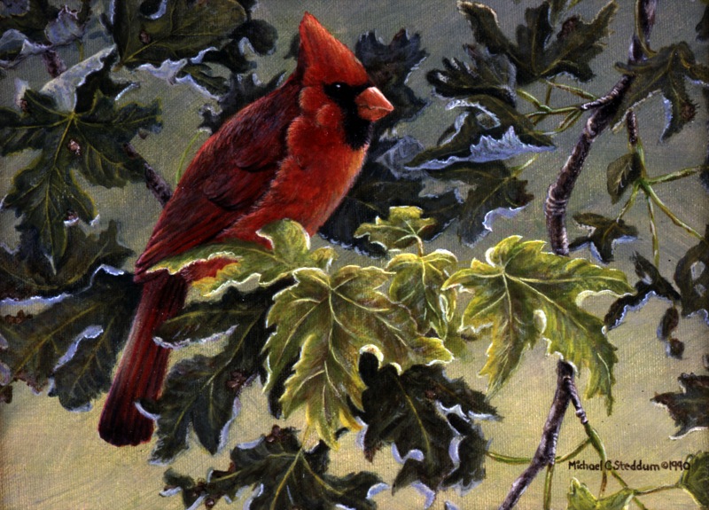 NPI-2604-Summer Cardinal