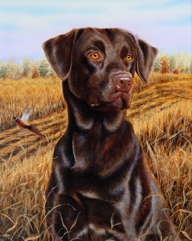 NPI-2608-Chocolate Lab Brandy