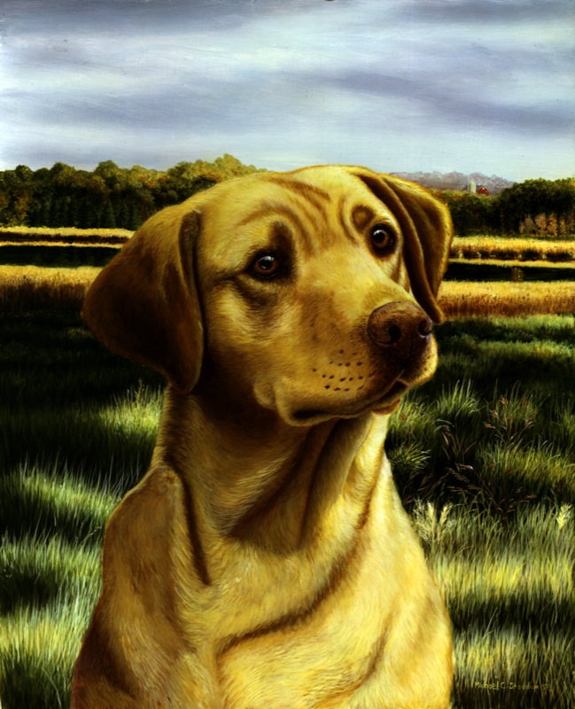 NPI-2611-Yellow Lab