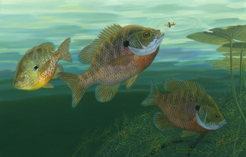 NPI-6212-Bluegill