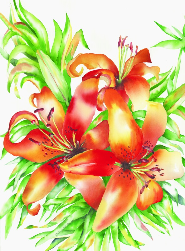 NPI-10010-Tiger Tiger Lily