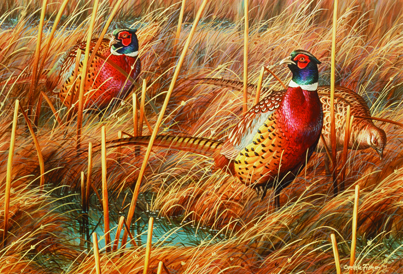 NPI-0007-Three Pheasants in Weeds