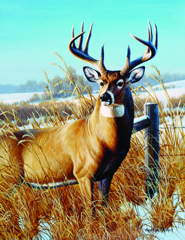 NPI-0012-Whitetail Buck Along Fence