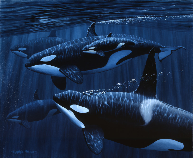 NPI-0019-Orcas with Baby