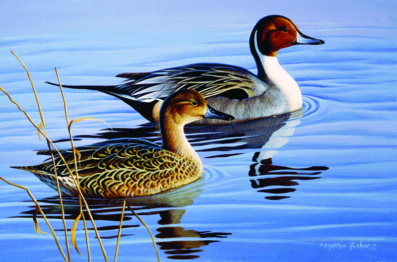 NPI-0032-Pintail Pair II