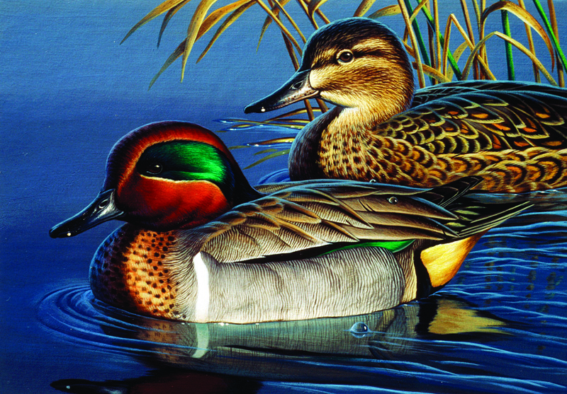 NPI-0041-Green Wing Teal Couple