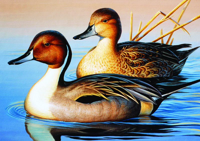 NPI-0046-Pintail Pair III