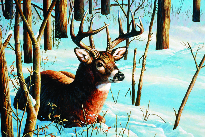 NPI-0069-Whitetail Resting In Snow.jpg