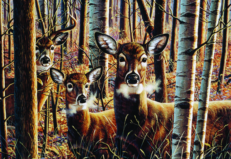 NPI-0071-Whitetails for Bradford.jpg