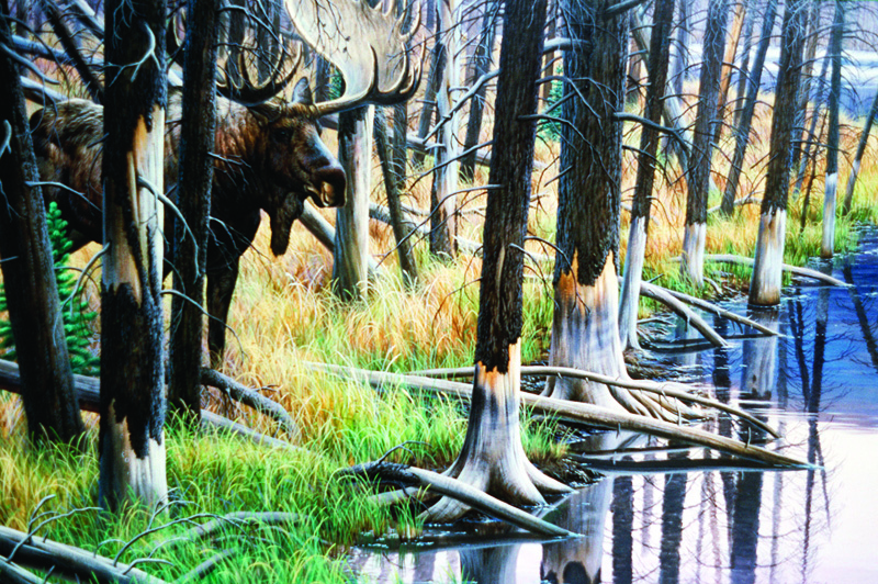 NPI-0072-Moose in Forest.jpg