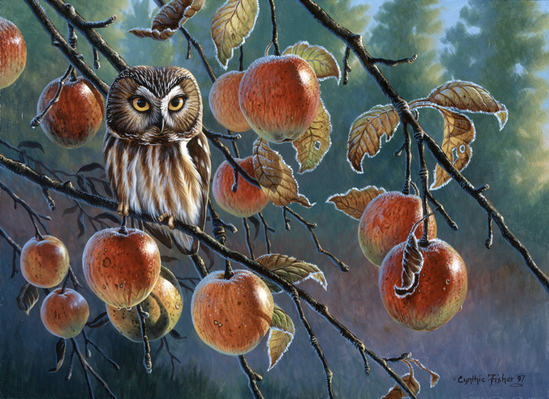 NPI-0076-Owl with Apples.jpg