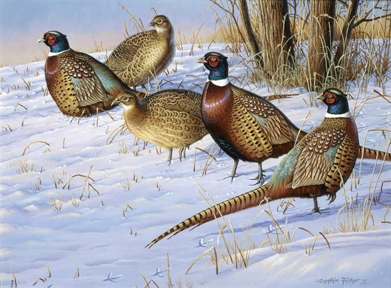 NPI-0082-Five Pheasants.jpg