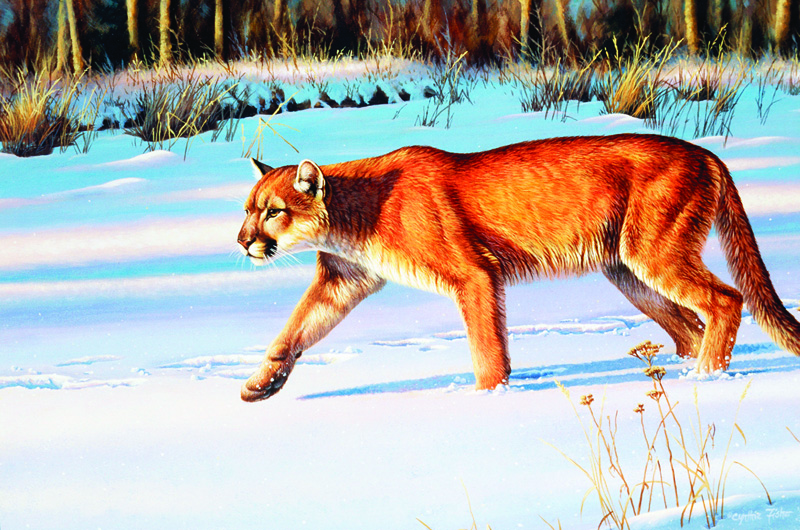 NPI-0096-Low Light Cougar.jpg