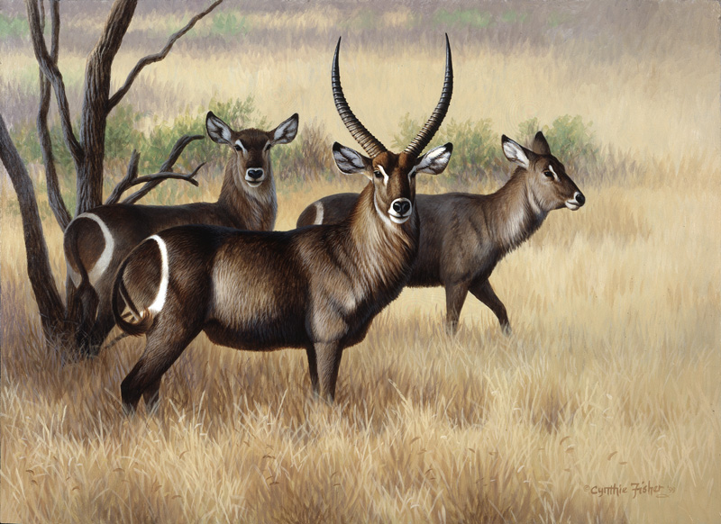 NPI-0102-Waterbuck.jpg