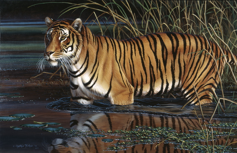 NPI-0103-Tiger.jpg