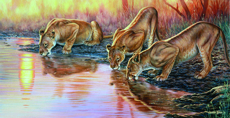 NPI-0105-Lioness Drinking.jpg