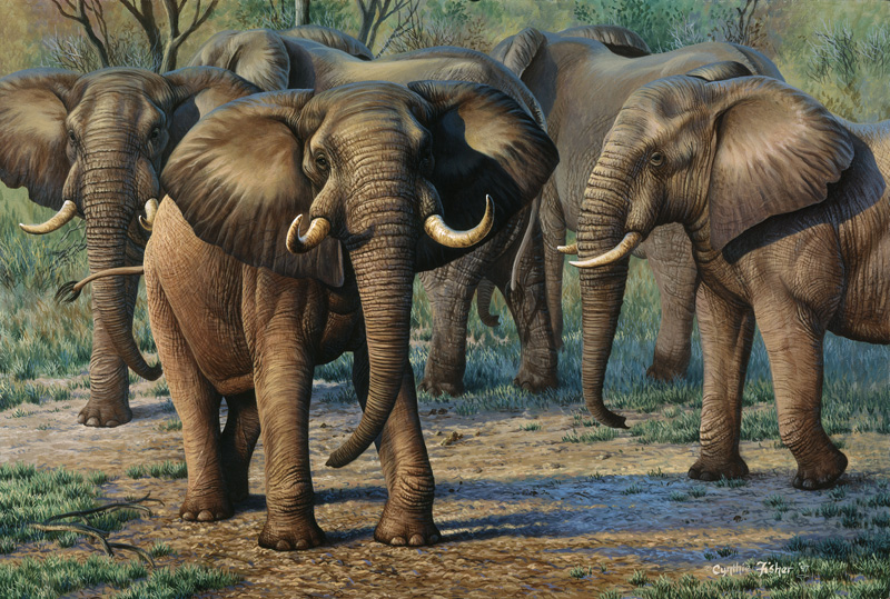 11544 – NPI-0107-Zimbabwe Elephants.jpg