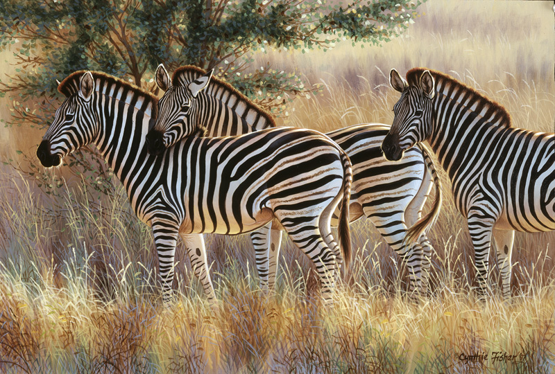 NPI-0115-Three Zebra Group.jpg