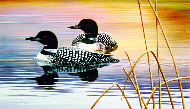 NPI-0126-Quiet Reflections-Loons.jpg