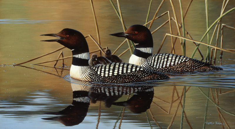 NPI-0127-Loon Family.jpg