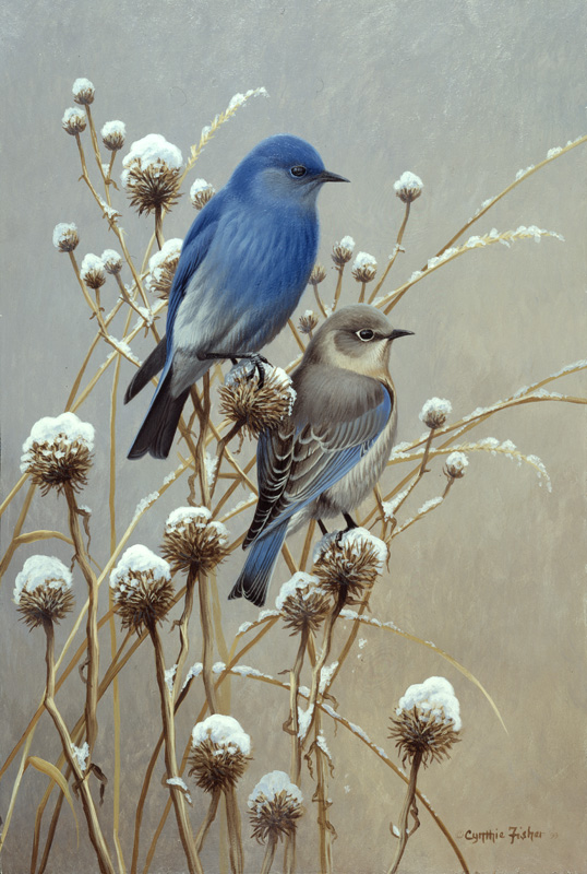 NPI-0131-Mountain Bluebirds.jpg