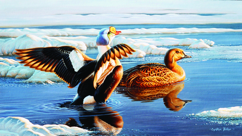 NPI-0132-King Eiders.jpg