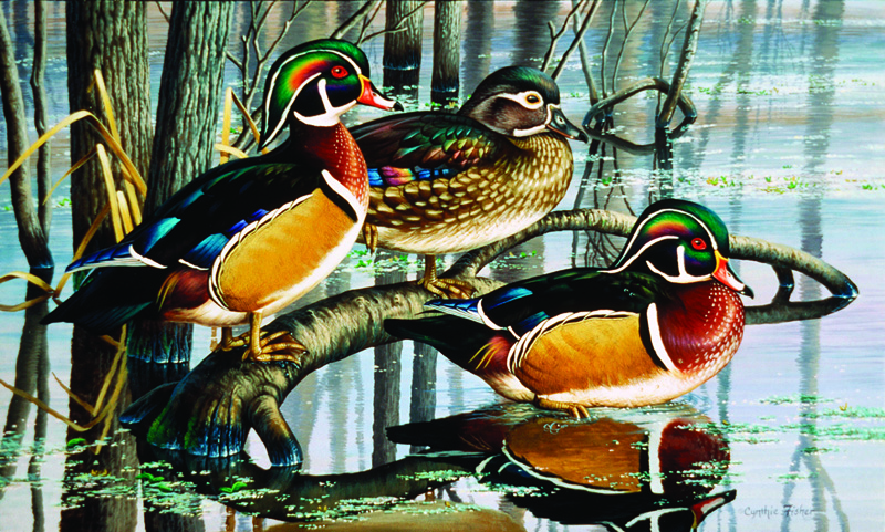 NPI-803-Backwater Woodies.jpg