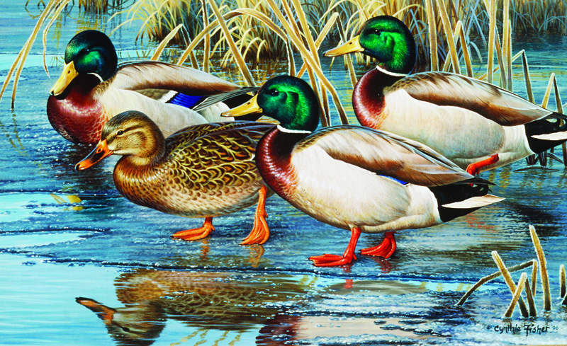 NPI-804-Early Ice Mallards.jpg