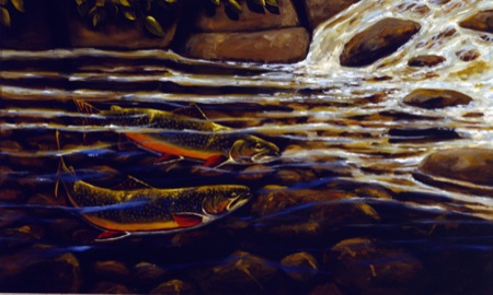 NPI-5020-Brook Trout