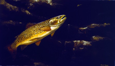 NPI-5021-Brown Trout on an Nymph