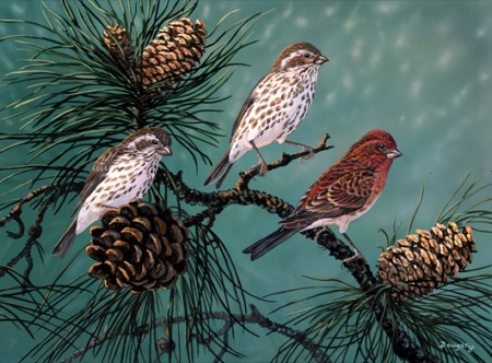 NPI-19024-Purple Finches