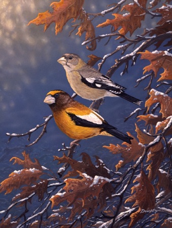 NPI-19032-Evening Grosbeaks