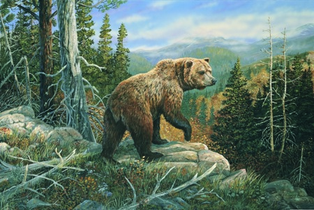 NPI-916-Grizzlies Domain