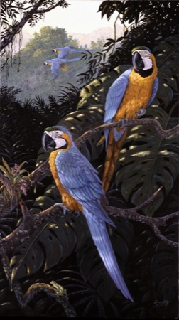 NPI-969-Macaws