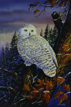 NPI-978-SnowyOwl